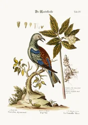 De roller, 1749-73